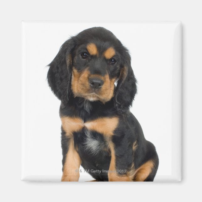 Imán Retrato de estudio del cachorro Rottweiler (Frente)