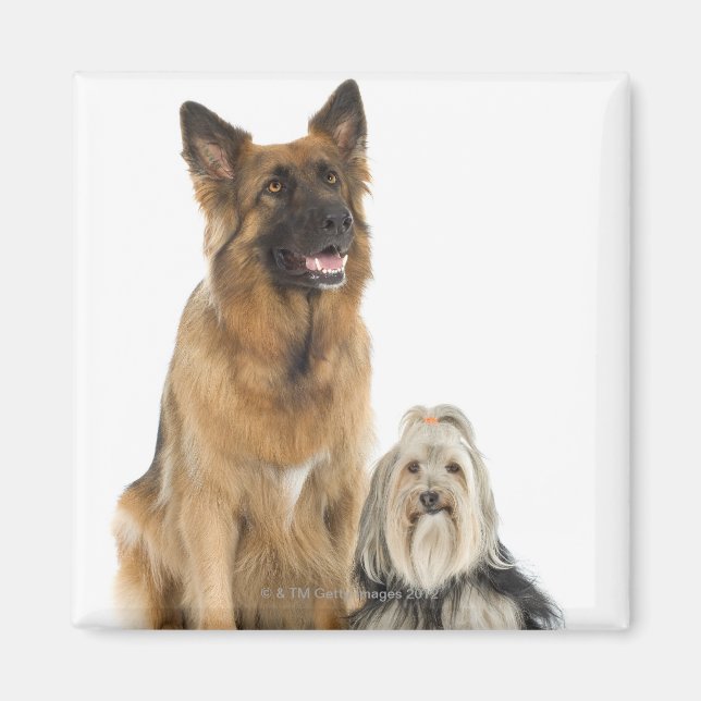Imán Retrato de estudio del pastor belga y Shih Tzu (Frente)