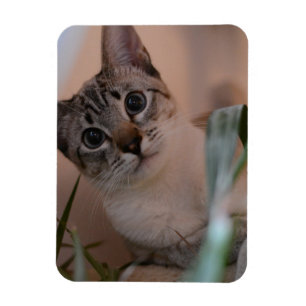 Imán Retrato de foto de gato lindo