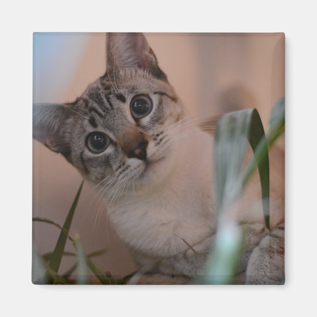 Imán Retrato de foto de gato lindo (Frente)