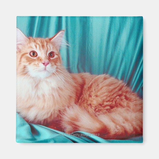 Imán Retrato de gato (Frente)
