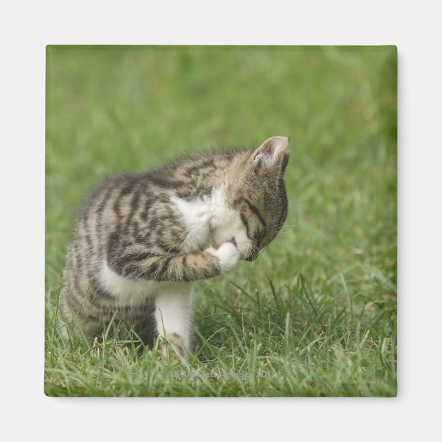 Imán Retrato de gato (Frente)