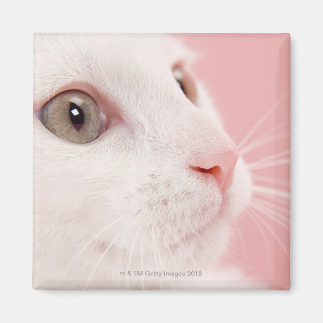 Imán Retrato de gato (Frente)