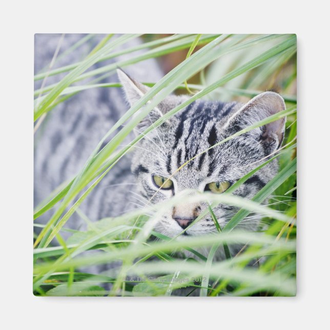 Imán retrato de gatos jóvenes (Frente)
