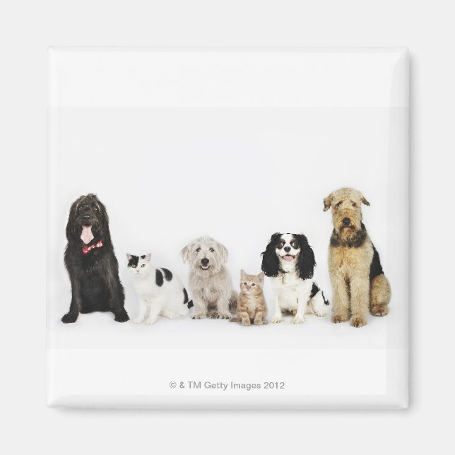Imán Retrato de gatos y perros sentados juntos (Frente)