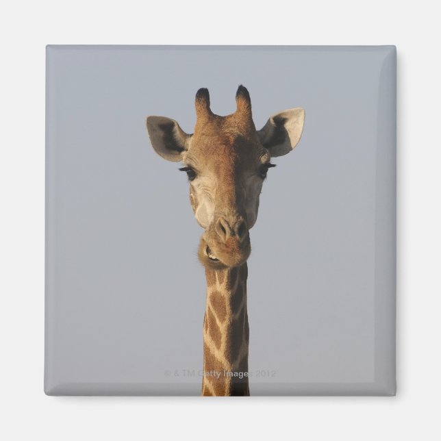 Imán Retrato de Giraffe (camelopardalis de Giraffa), (Frente)