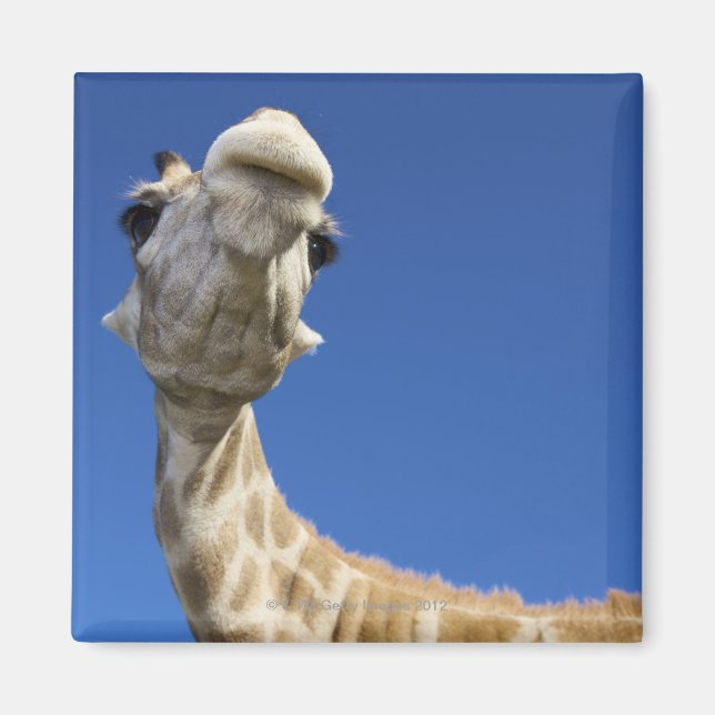 Imán Retrato de Giraffe (Giraffa Camelopardalis) (Frente)