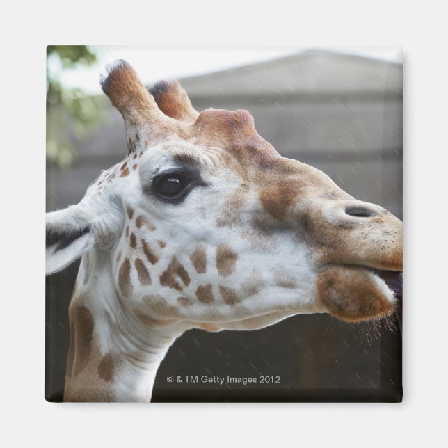 Imán Retrato de Giraffe (Giraffa camelopardalis) (Frente)