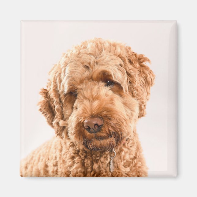 Imán Retrato de Goldendoodle Studio (Frente)