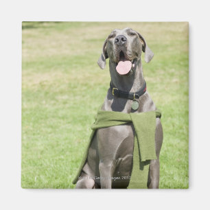 Imán Retrato de great dane azul