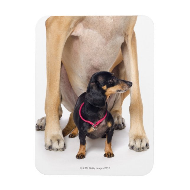 Imán Retrato de Great Dane y Dachshund (Vertical)