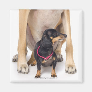 Imán Retrato de great dane y del Dachshund