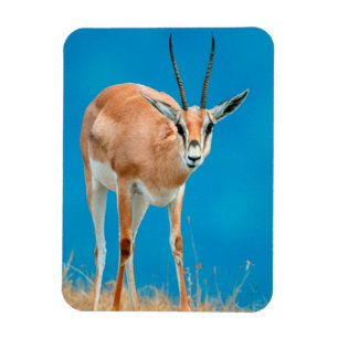 Imán Retrato de hembra de gacela de Grant (Gazella Gran