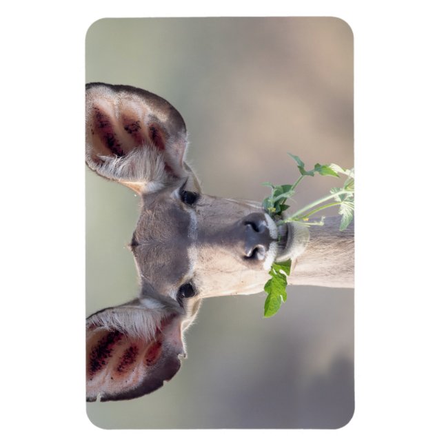 Imán Retrato de Kudu (Vertical)