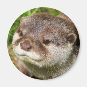 Imán Retrato de la nutria