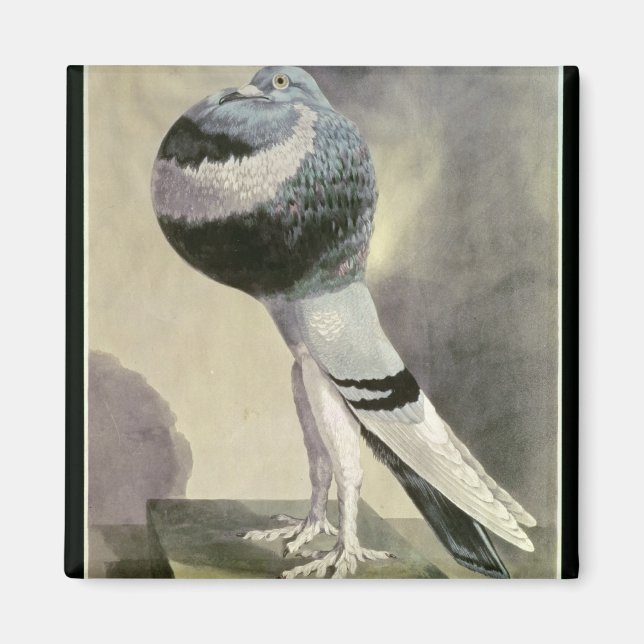 Imán Retrato de la pichón externa (Frente)