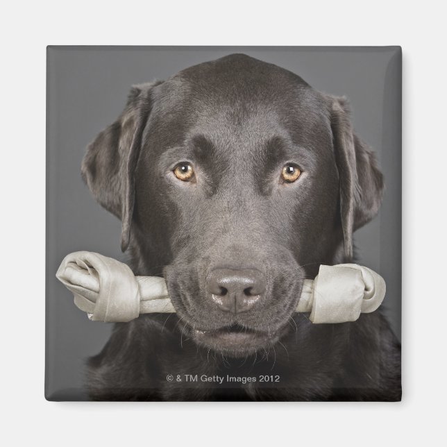 Imán Retrato de labrador de chocolate (Frente)