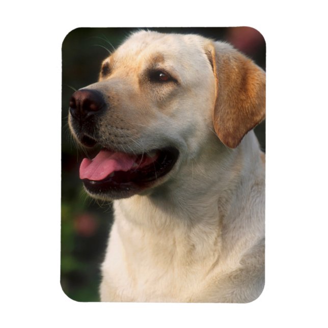 Imán retrato de Labrador Retriever, Hilton (Vertical)