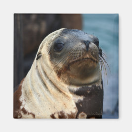 Imán Retrato de león marino