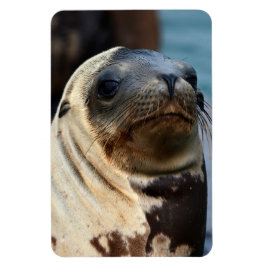 Imán Retrato de león marino