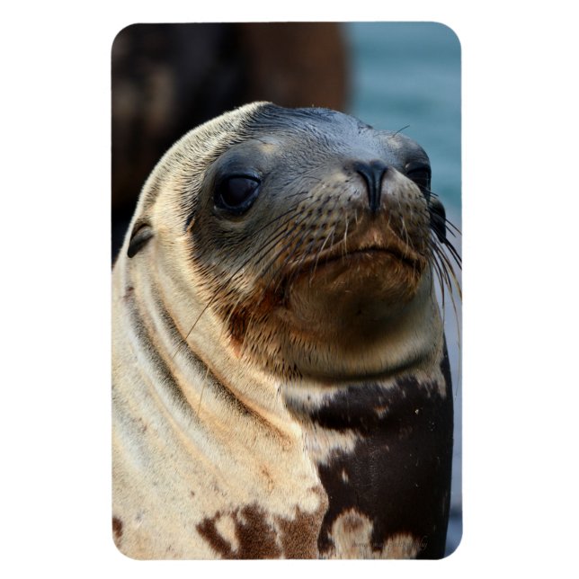 Imán Retrato de león marino (Vertical)