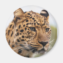 Imán Retrato de leopardo