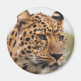 Imán Retrato de leopardo