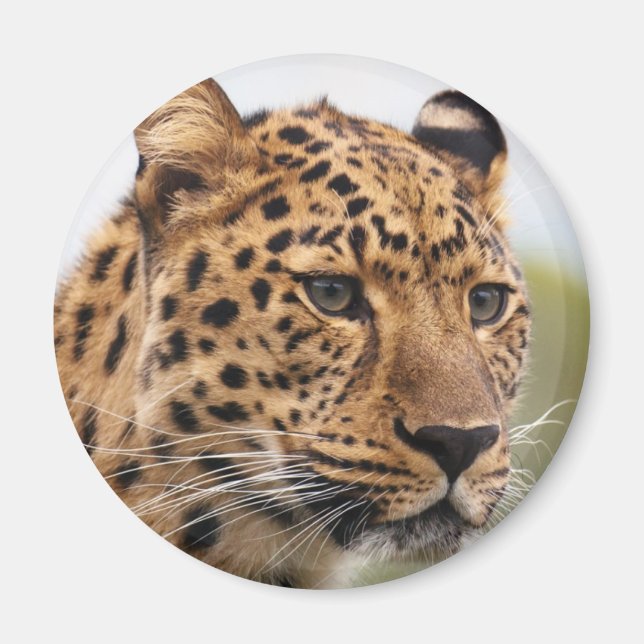 Imán Retrato de leopardo (Frente)