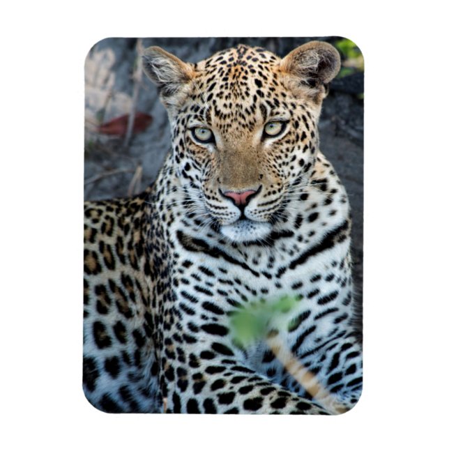 Imán retrato de leopardo sentado en primer plano (Vertical)