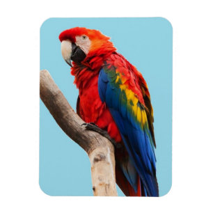 Imán Retrato de loro colorido