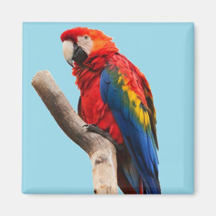 Imán Retrato de loro colorido