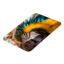 Imán Retrato de macao azul y amarillo