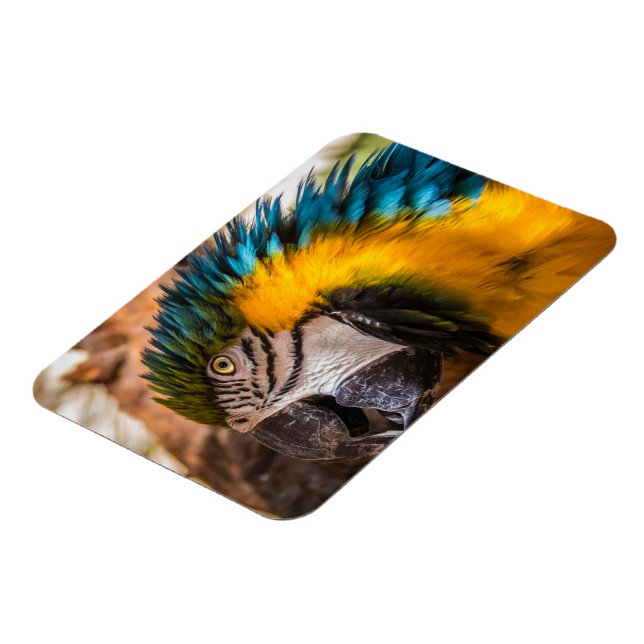 Imán Retrato de macao azul y amarillo (Lado Izquierdo)