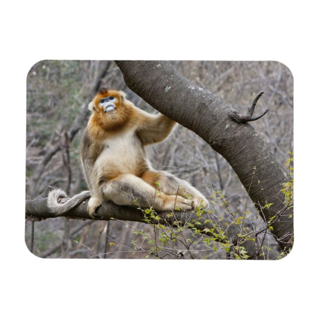 Imán Retrato de macho mono dorado en árbol (Horizontal)