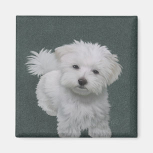 Imán Retrato de mascota de perrito blanco
