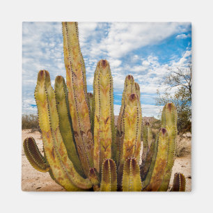 Imán Retrato de Old Man Cactus, México