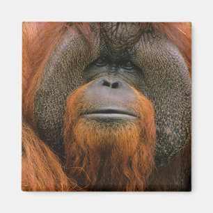 Imán Retrato de Orangután macho, Georgia, EE. UU.