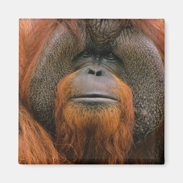 Imán Retrato de Orangután macho, Georgia, EE. UU. (Frente)