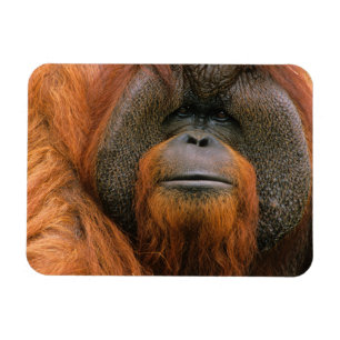 Imán Retrato de Orangután macho, Georgia, EE. UU.
