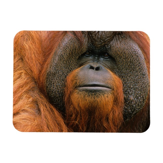 Imán Retrato de Orangután macho, Georgia, EE. UU. (Horizontal)