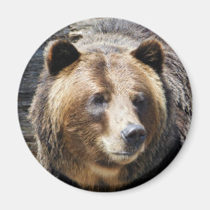 Imán Retrato de oso pardo