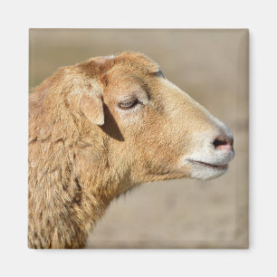 Imán Retrato de ovejas en Camerún