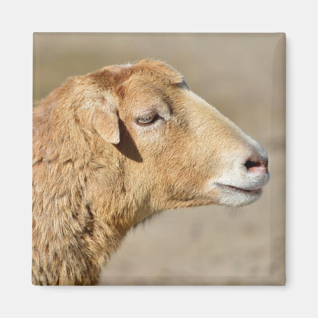 Imán Retrato de ovejas en Camerún (Frente)