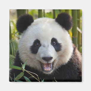 Imán retrato de panda sonriente