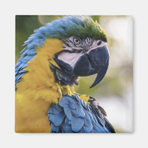 Imán Retrato de perfil de loro de Macaw