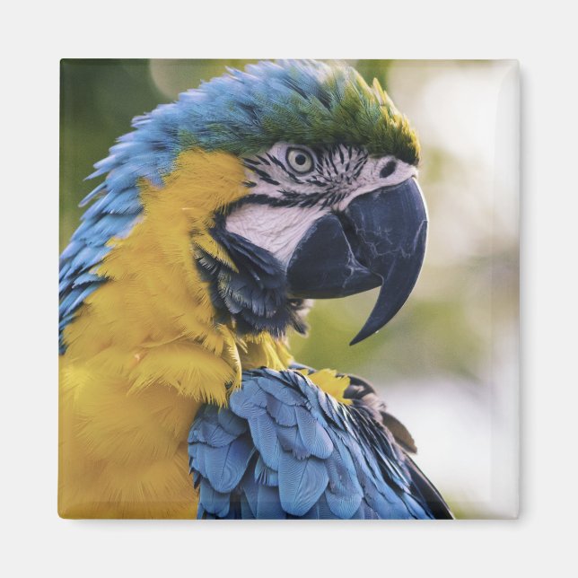 Imán Retrato de perfil de loro de Macaw (Frente)