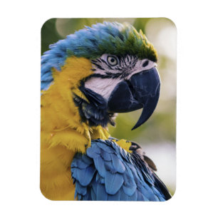 Imán Retrato de perfil de loro de Macaw