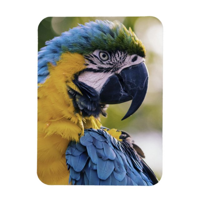 Imán Retrato de perfil de loro de Macaw (Vertical)