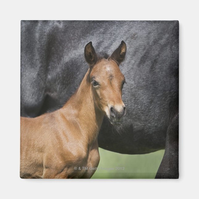 Imán retrato de perrito marrón (Frente)