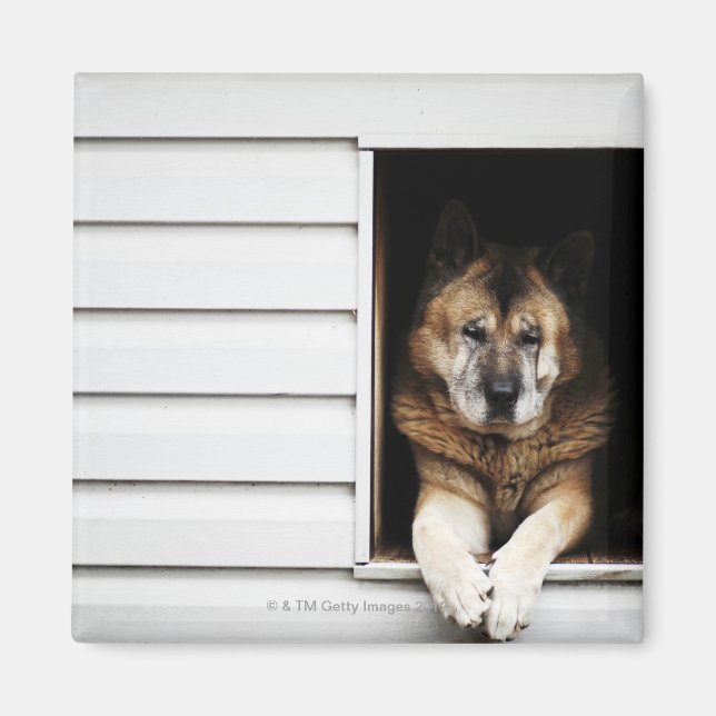 Imán retrato de perro (Frente)